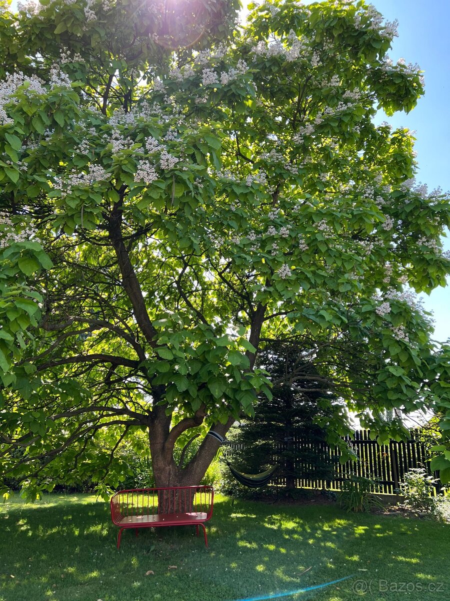 Rostlinky KATALPA královská - 2