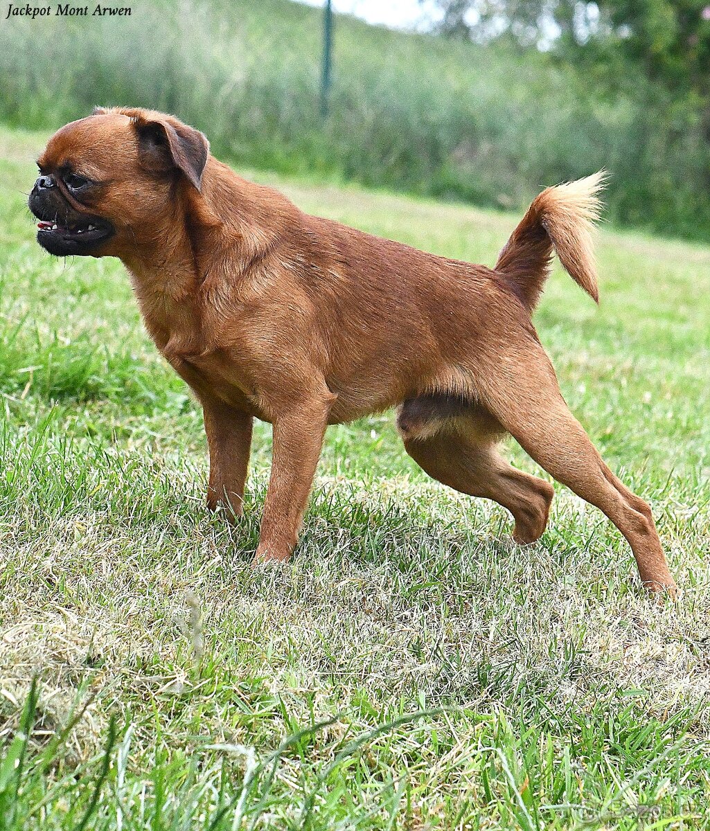 brabantík - štěňata s pp - fena - 2