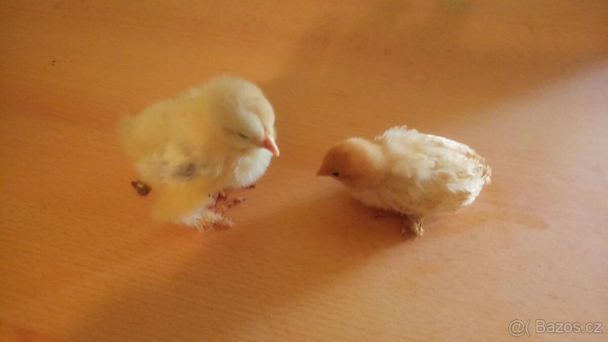 Kuřata - 2