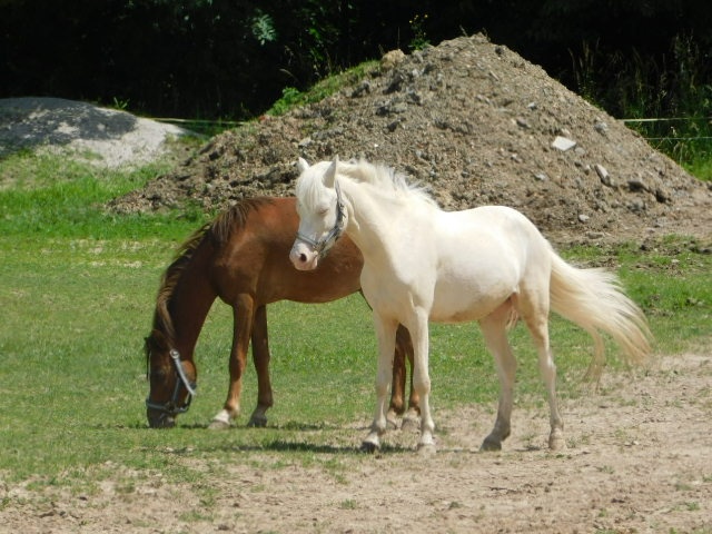 valach pony - 2