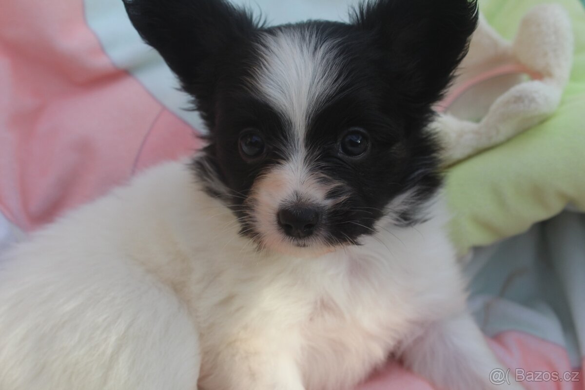 Papillon s PP - fenečka - 2