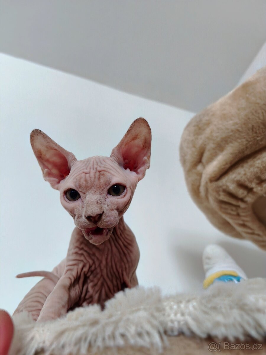 Sphynx koťátko - 2