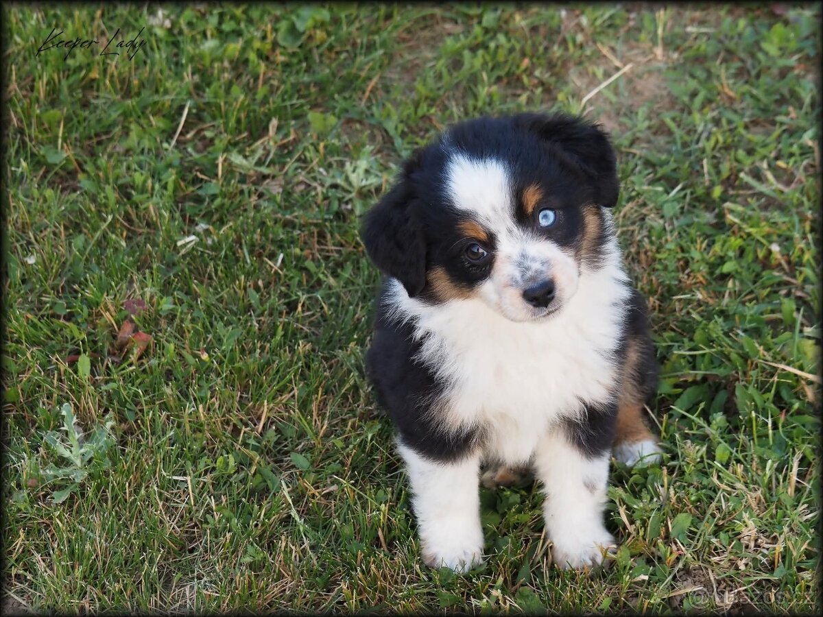 Miniatúrní americký ovčák s PP- s rodokmeňom - 2