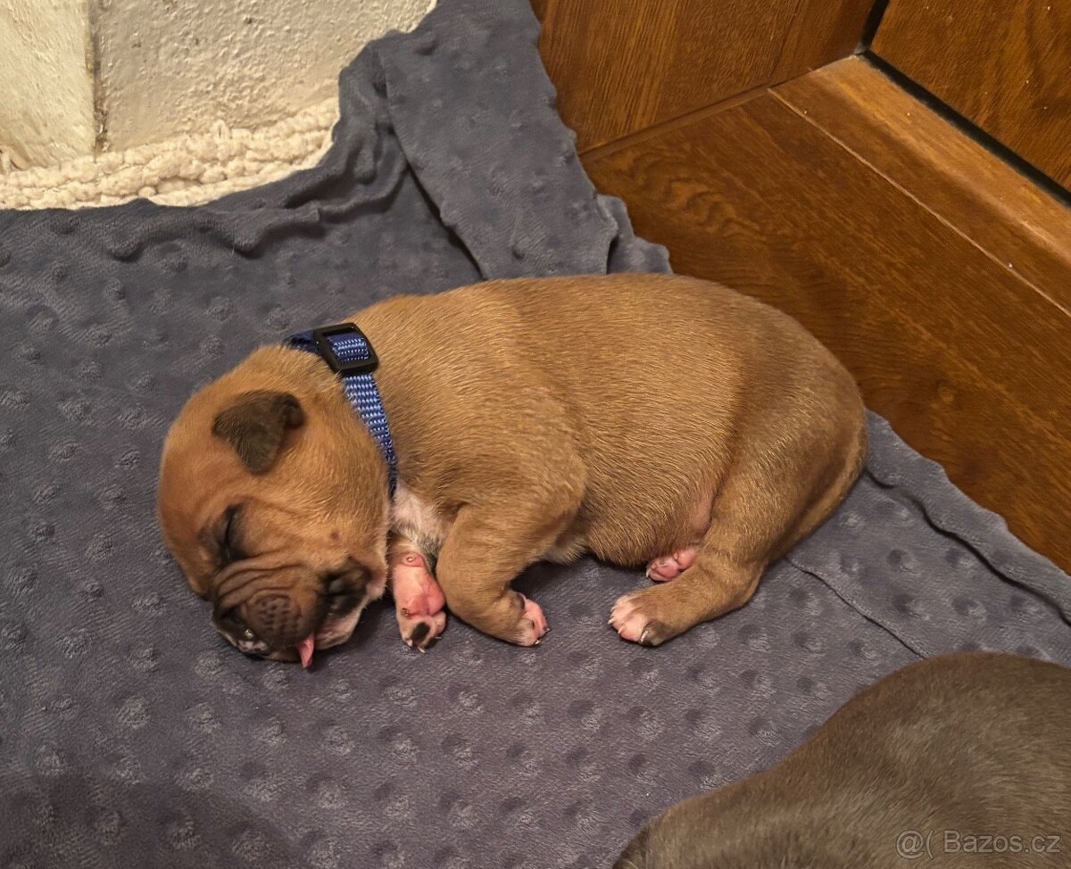 Americký stafordsirsky terier, Stafford, amstaf - 2