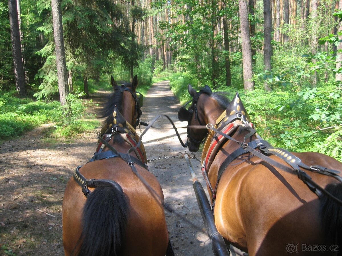 Prodám párové postroje do kočáru s chomouty - 2