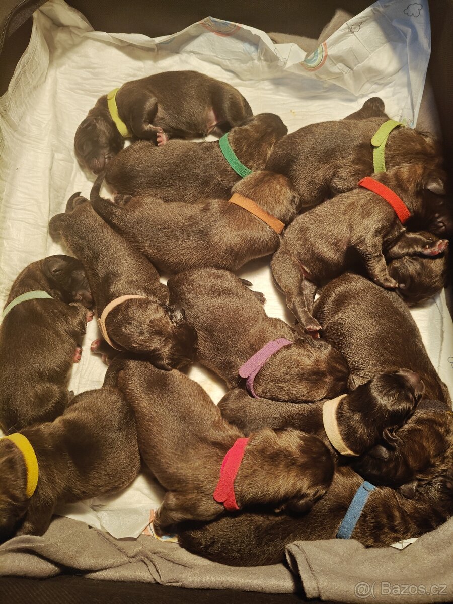 Leonberger puppy - 2