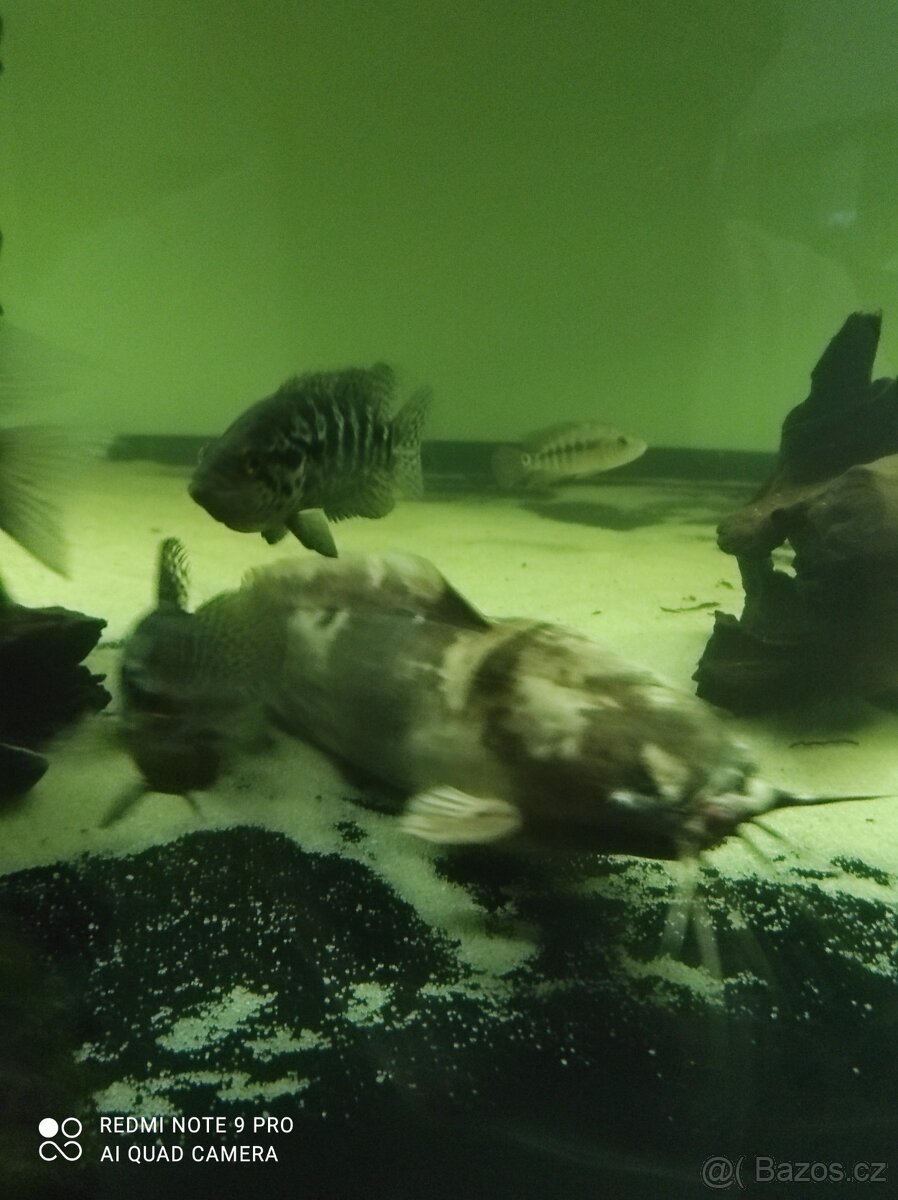 Ryby do větších nádrží - 2