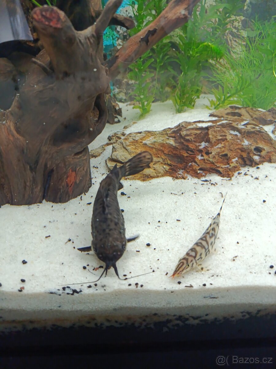 Sumeček mramorový/pancéřníček skvrnitý - 2