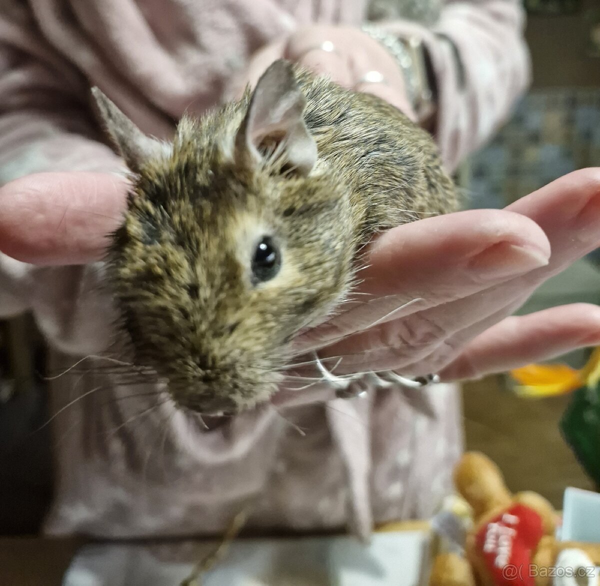 Osmák degu mláďata 6 měsíců, páreček - 2