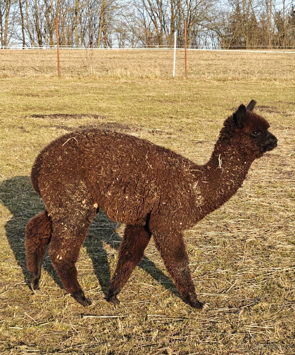 Černý alpačí sameček - 2