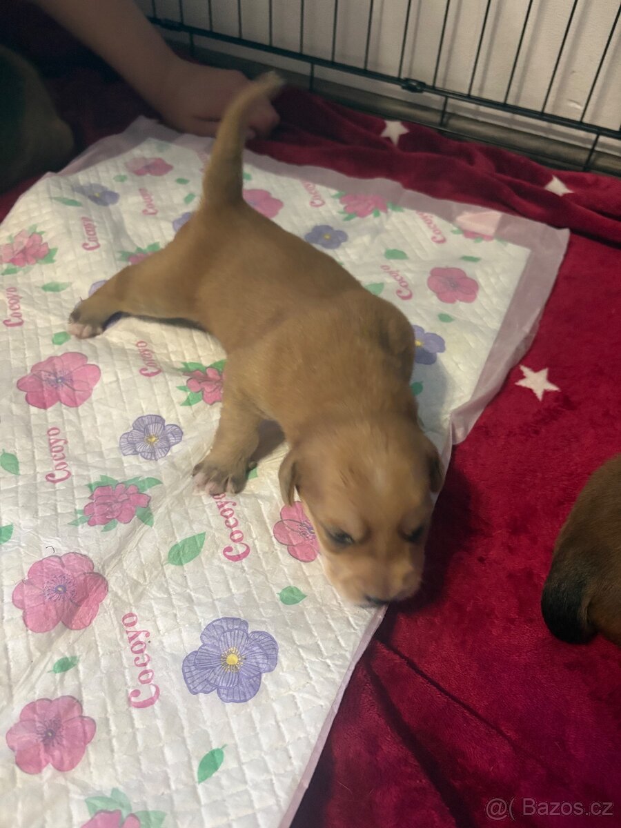 Krásná křížená štěňátka - 2