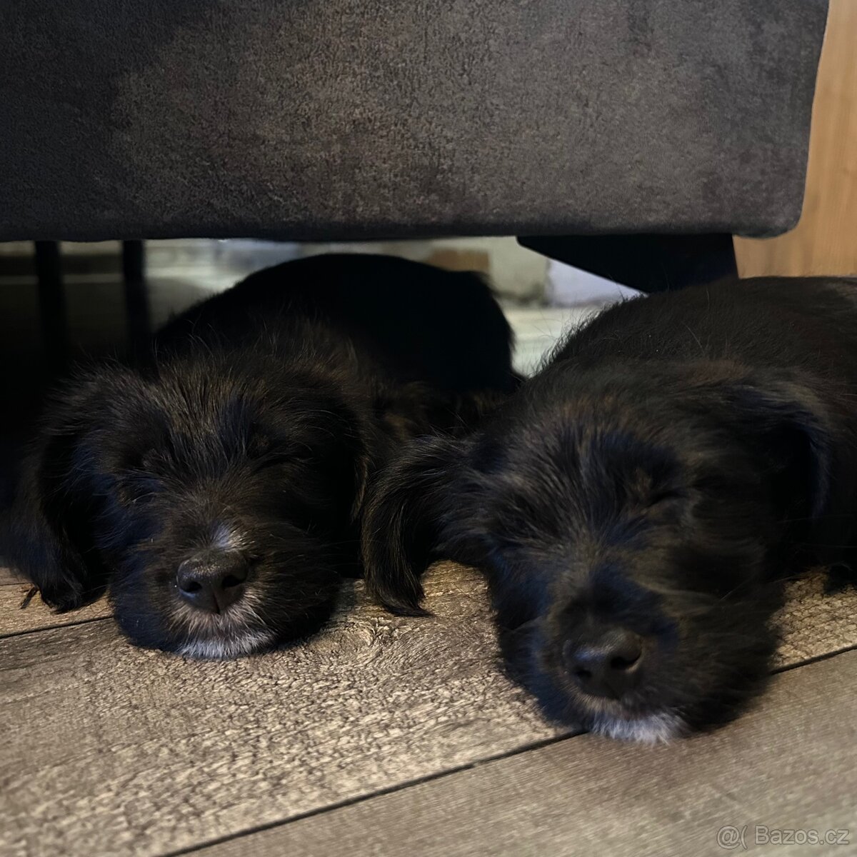 Štěňata křížence - 2