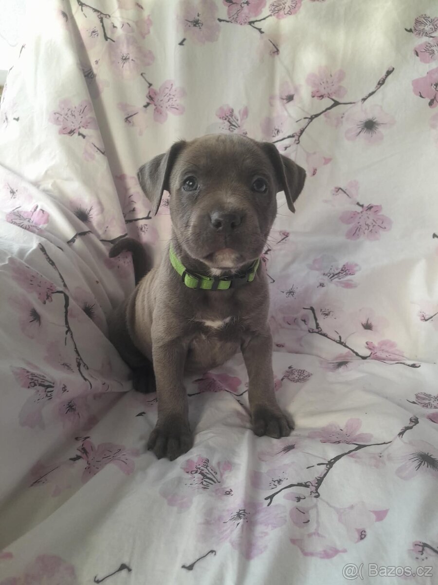 Stafordšírský bulteriér - 2