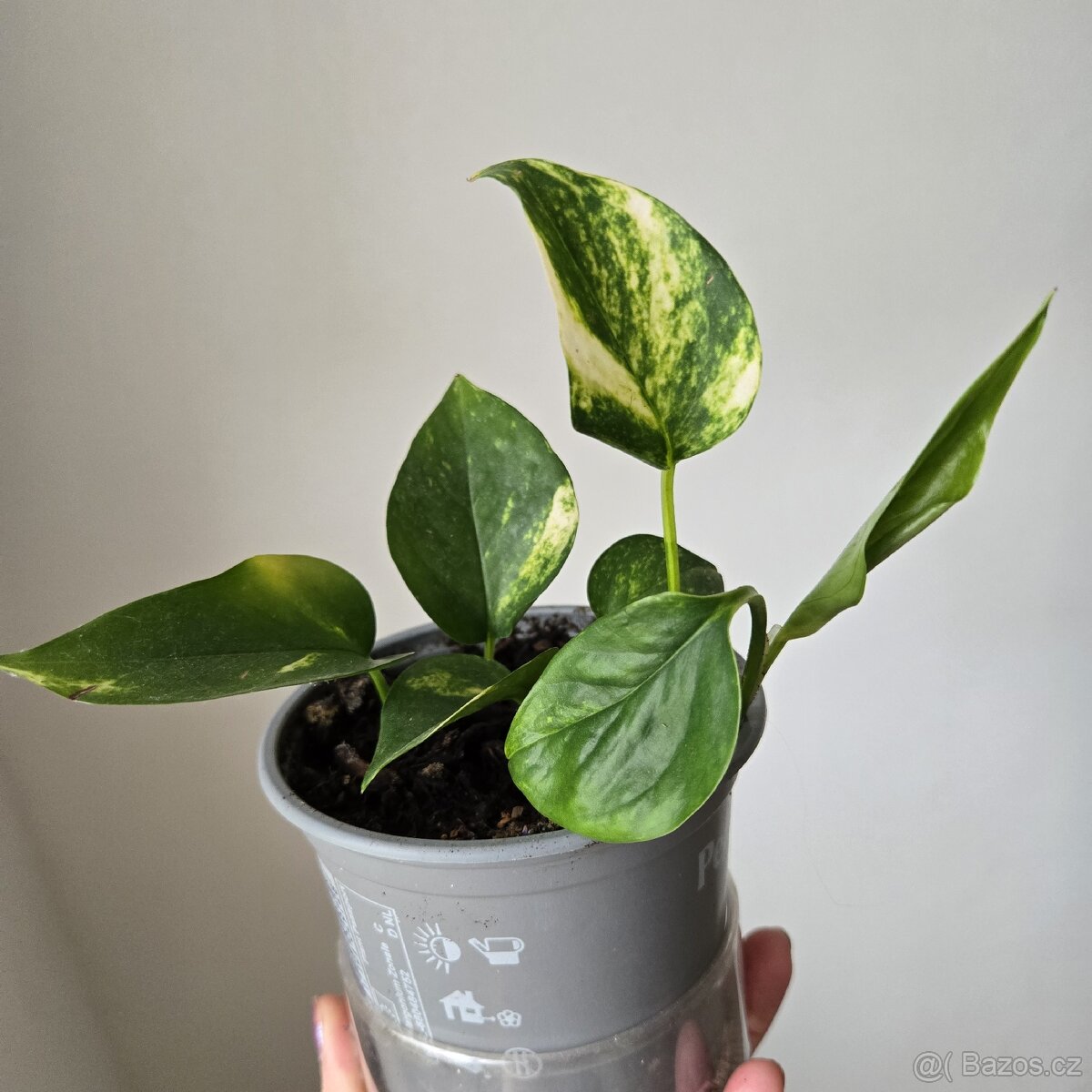 Epipremnum aureum - 2