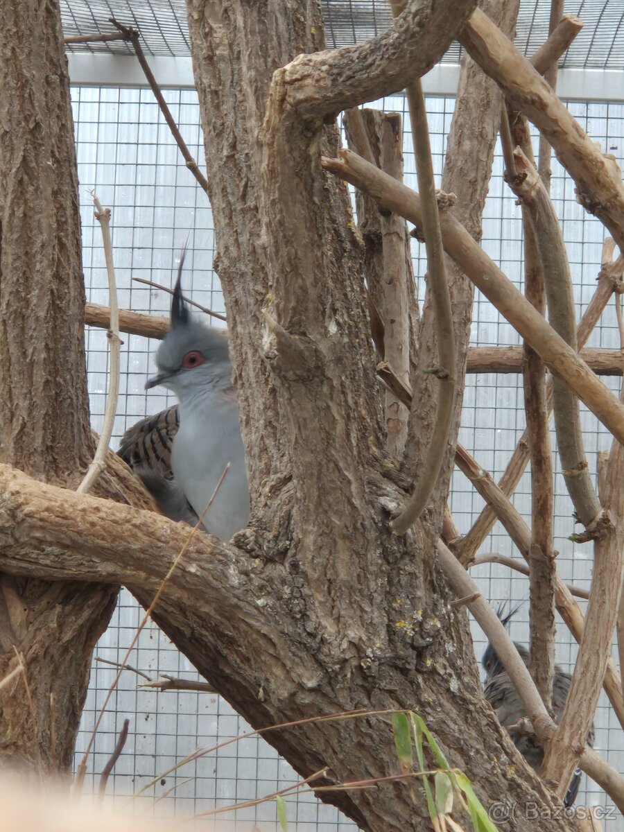 Holub chocholatý - 2