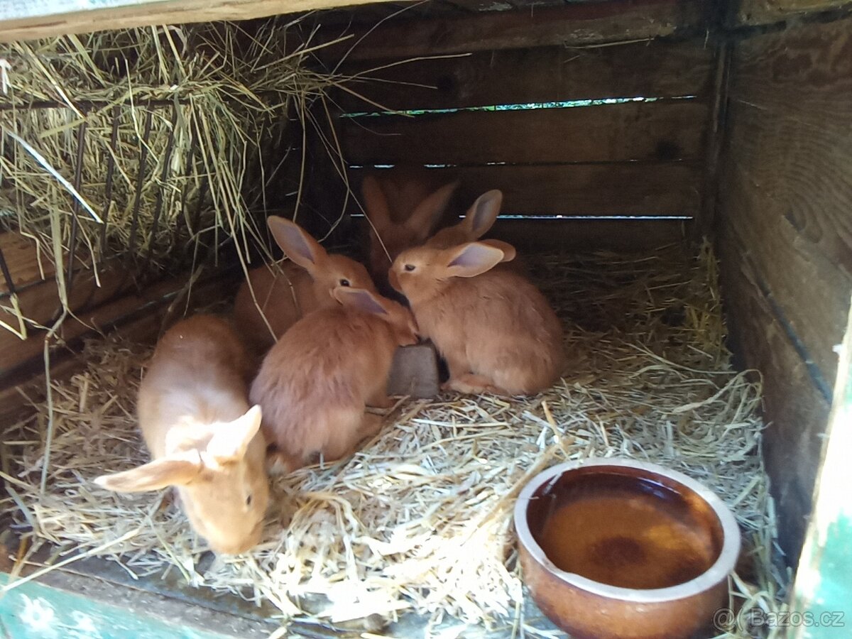 Burgundsky kralik - 2