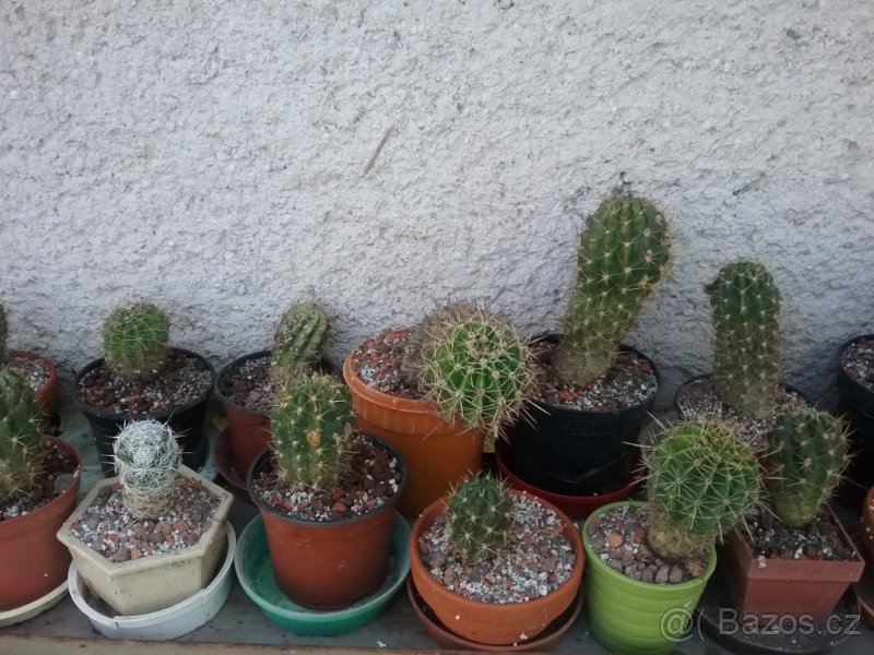 Prodám kaktusy - 2