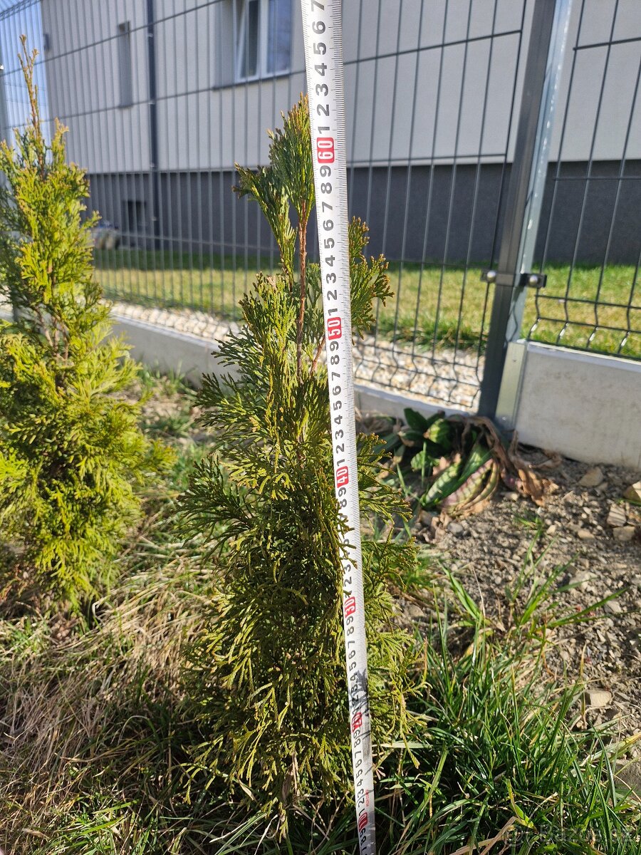 Prodám thuje smaragd - 2