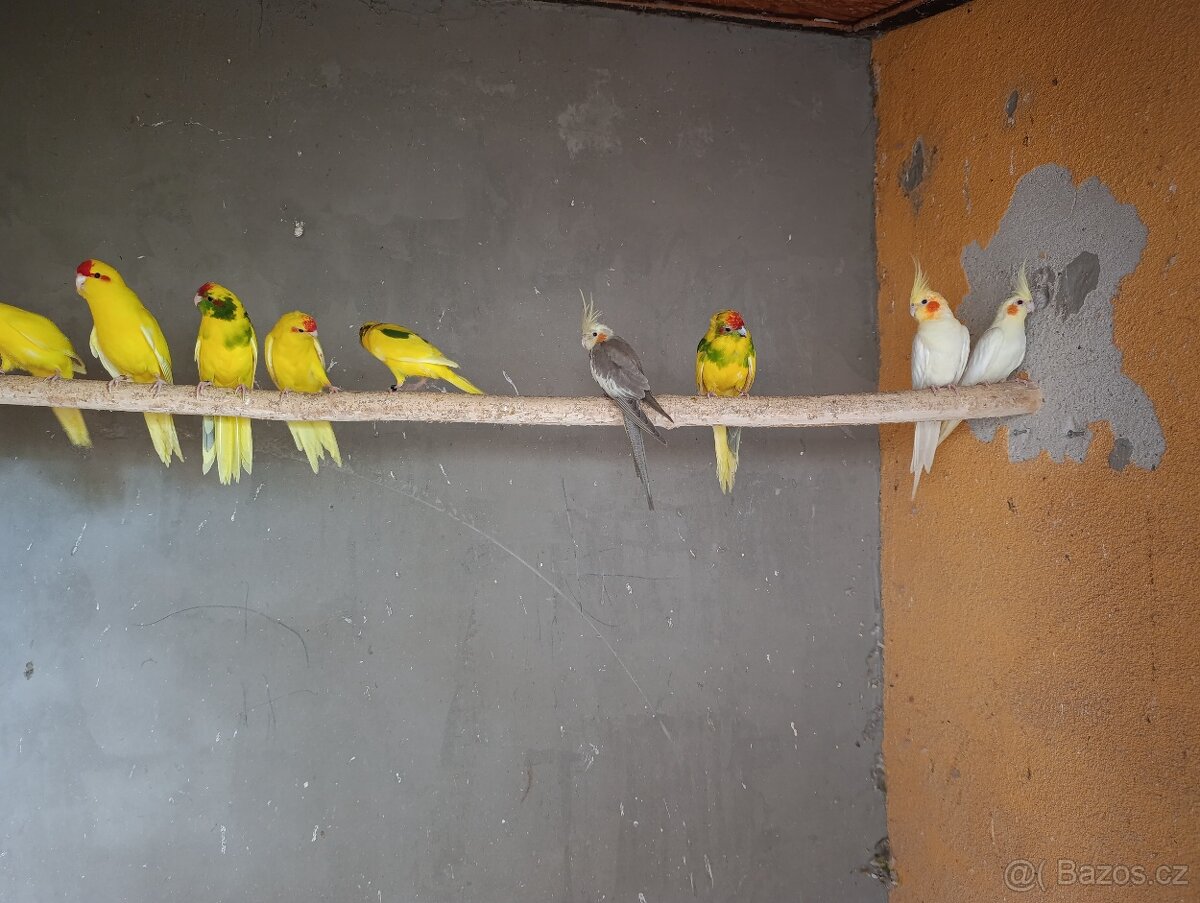 Kakariky - 2