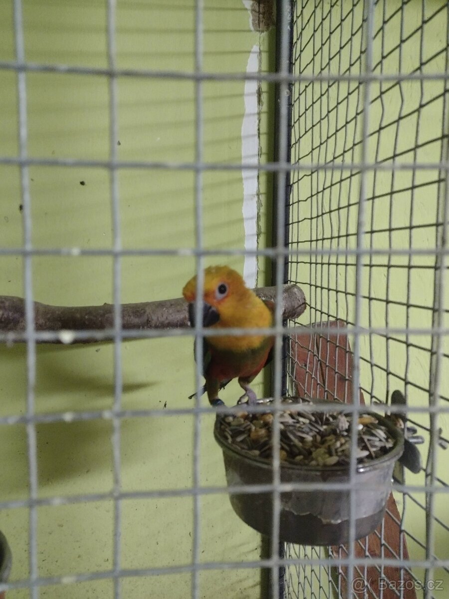 Aratinga jendaj ručně dokrmený - 2