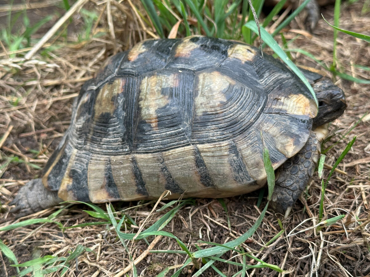želva zelenavá a vroubená - vitální mláďata - 2