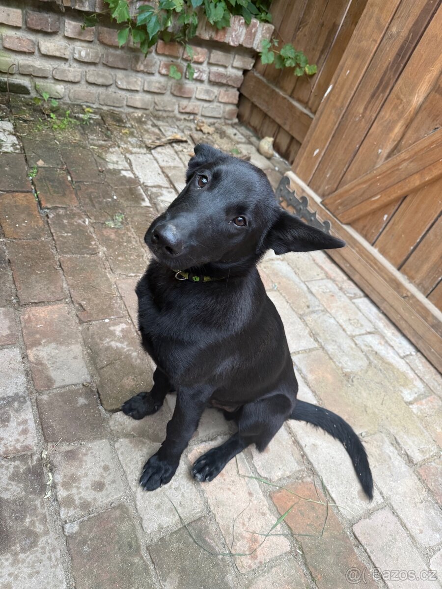 Belgický ovčák - 2