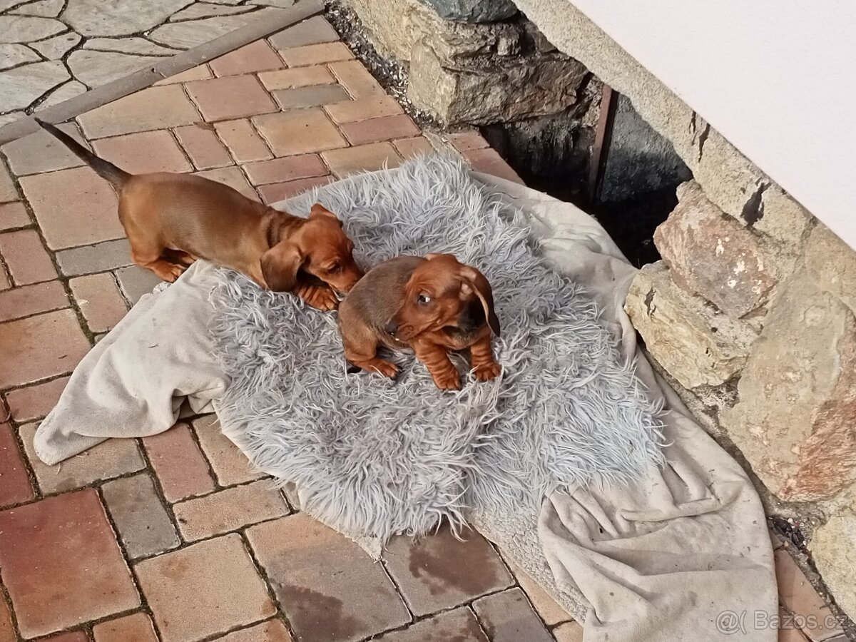 Jezevčík hladkosrstý - 2