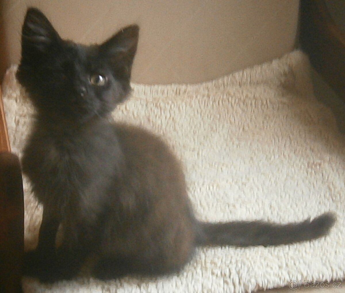 Černý, dlouhosrstý, klidnější 2,5-3měsíční Šimon - 2