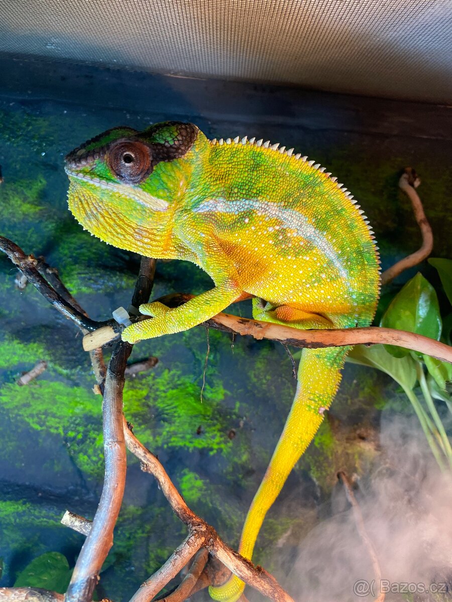 Chameleon pardálí - Mitsio - 2