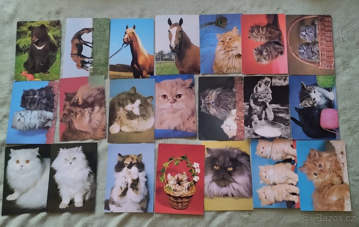 Pohlednice psů, pohledy psů,koček,pes, kočka. - 2