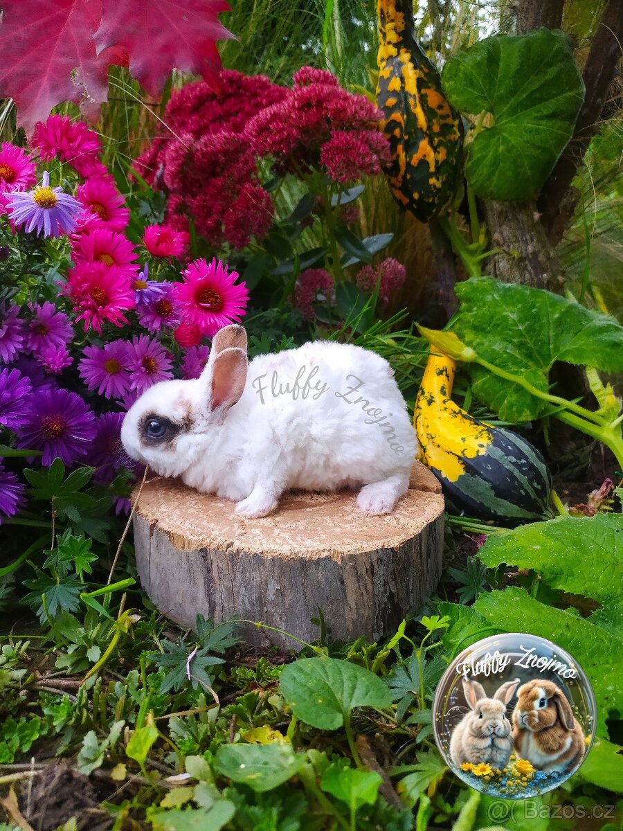 Králíčci Znojmo - 2