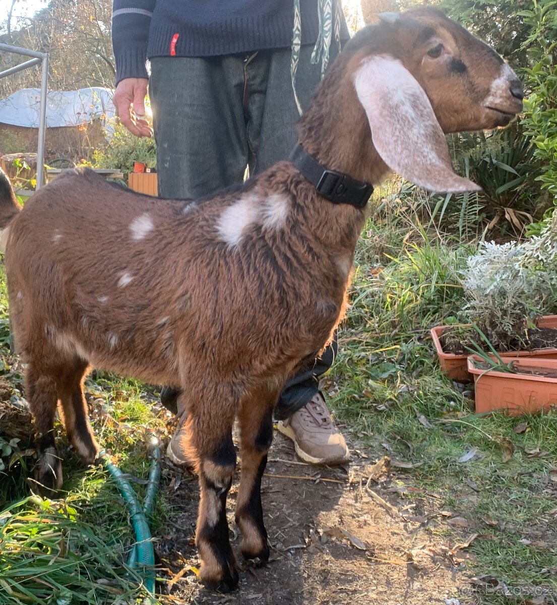 Anglonubijská koza 100% - 2