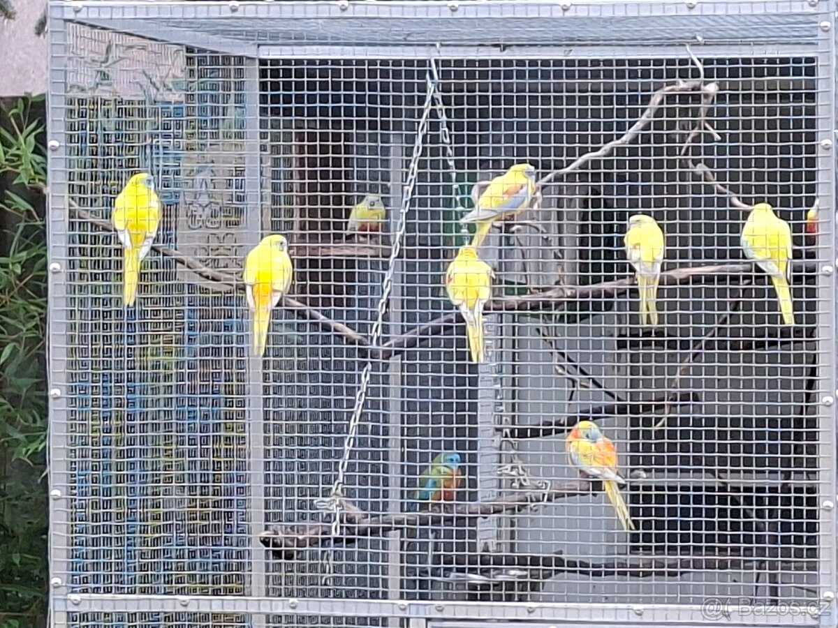 Neoféma tyrkysová - 2