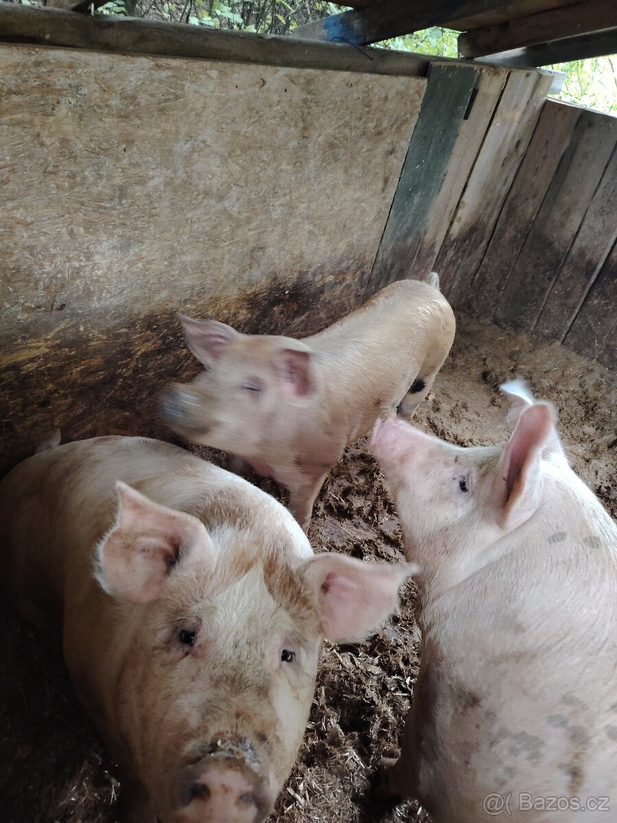 Domácí maso - 2