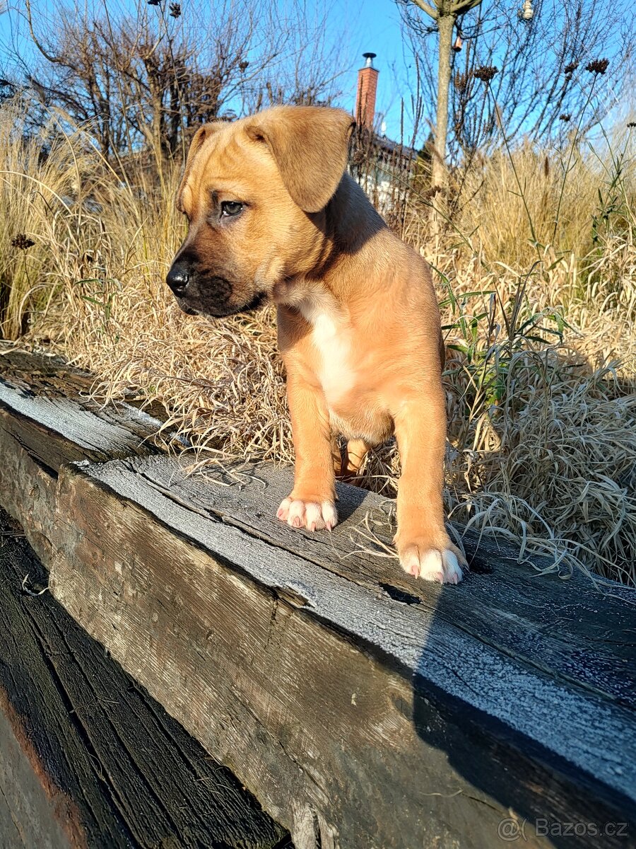 Štěňata kříženci - 2