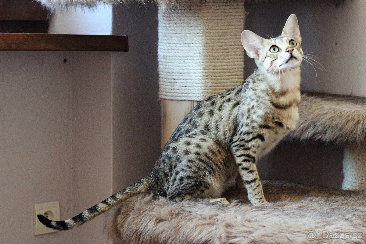 Savannah kocka F3 - 2