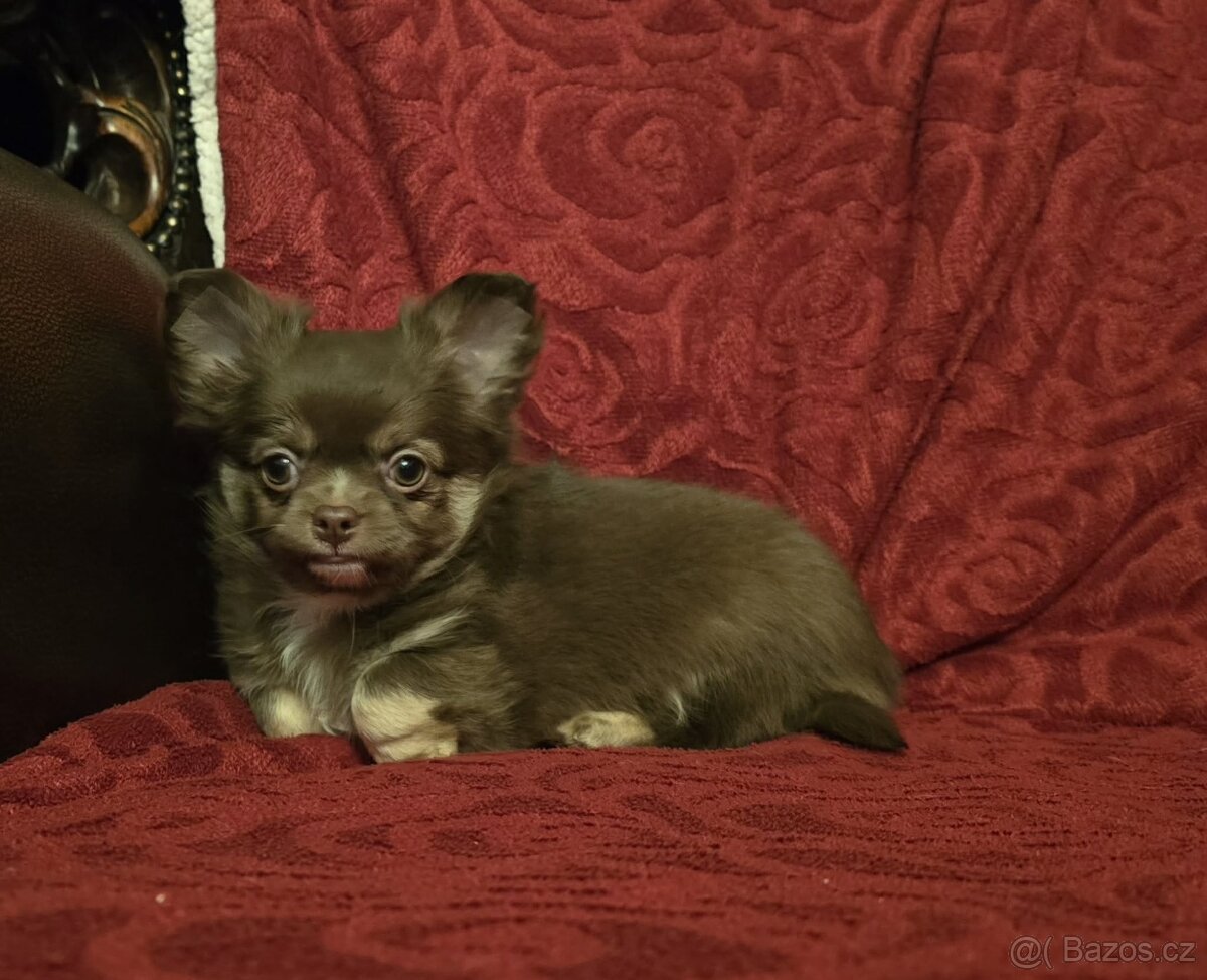 Čivava dlouhosrstá s PP - 2