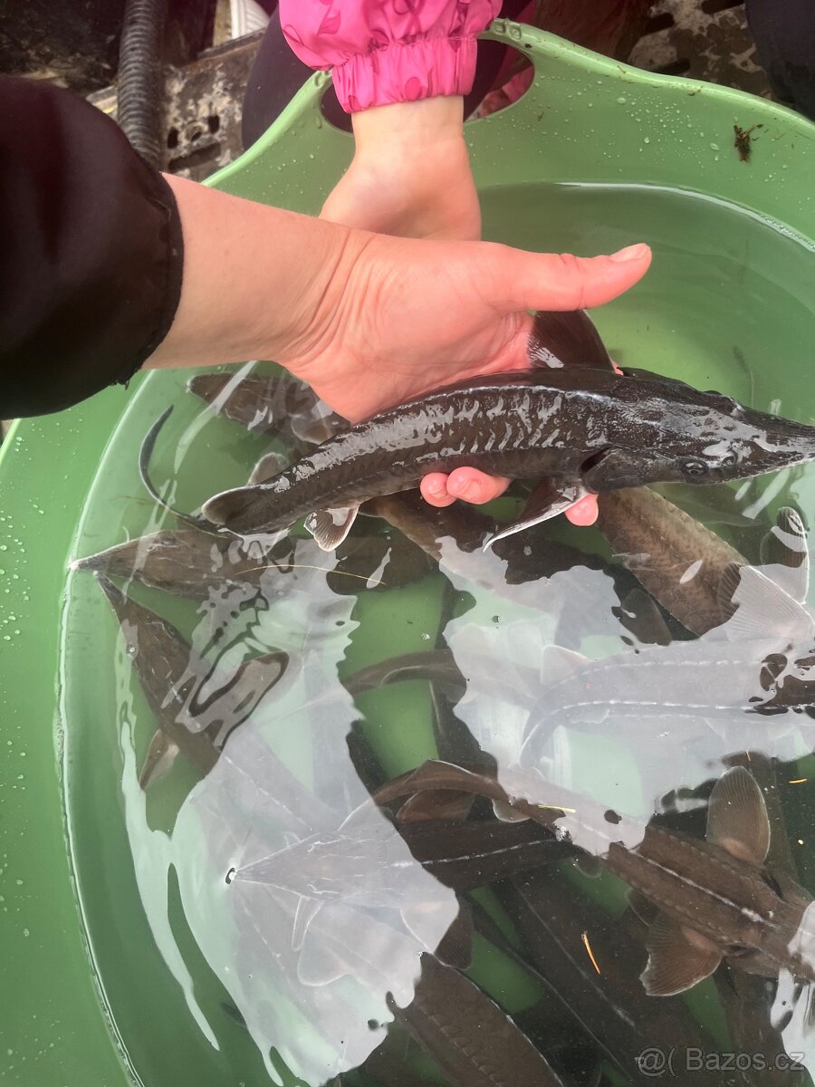 Prodám jesetery - 2