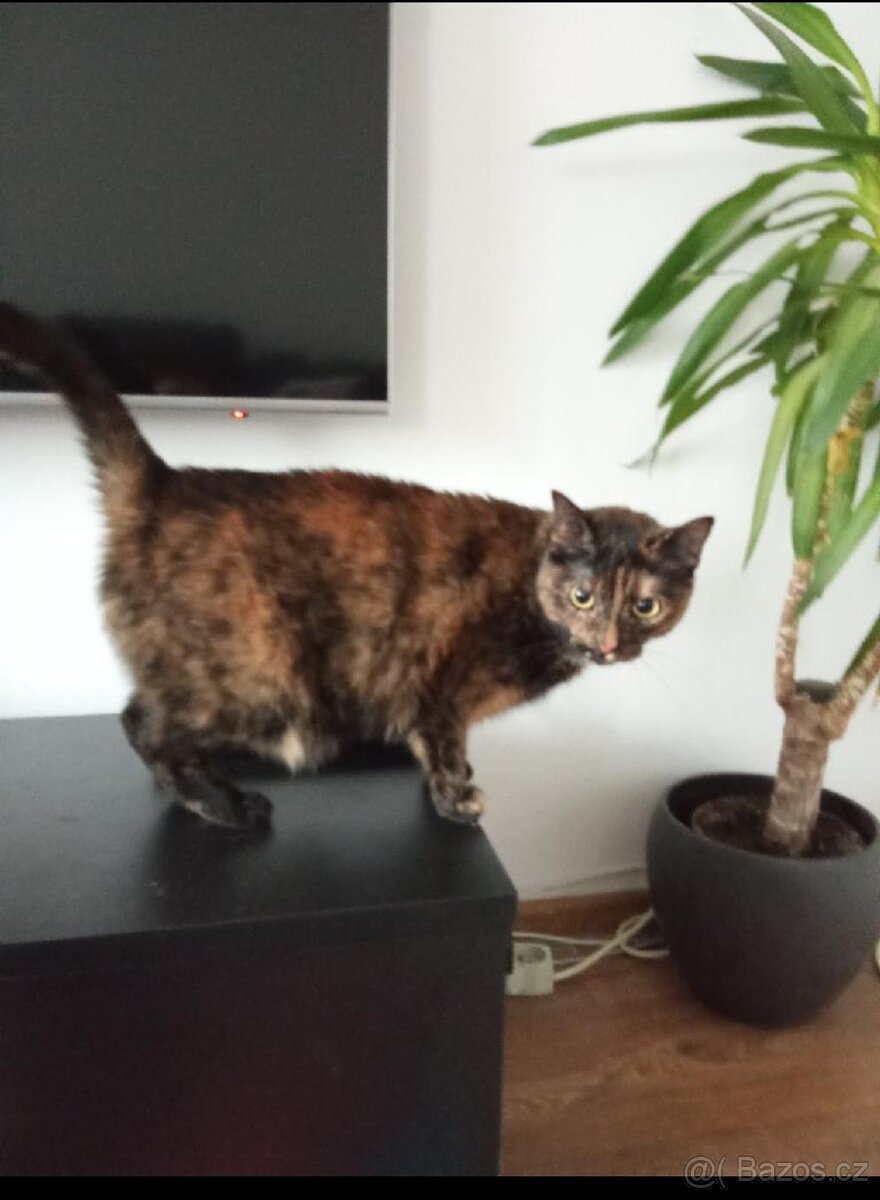 Kočka pět let - 2