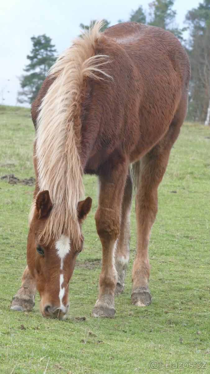 Welsh pony of cob type, sekce C - 2
