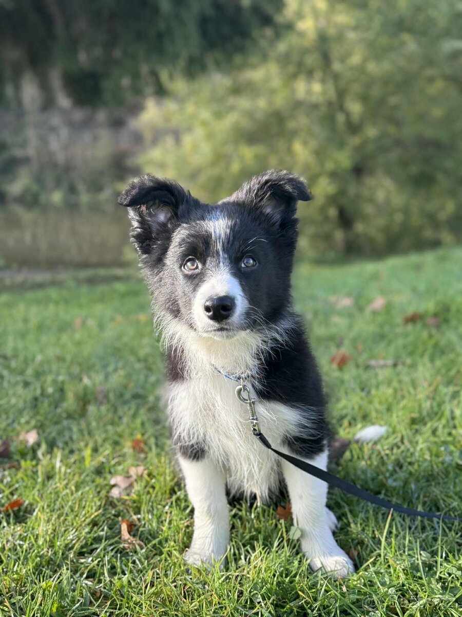 Border kolie štėňátko bez PP - 2