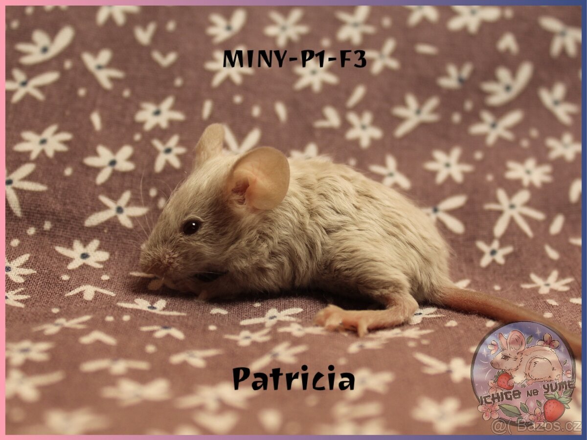 Myšky (fancy, barevné) - 2