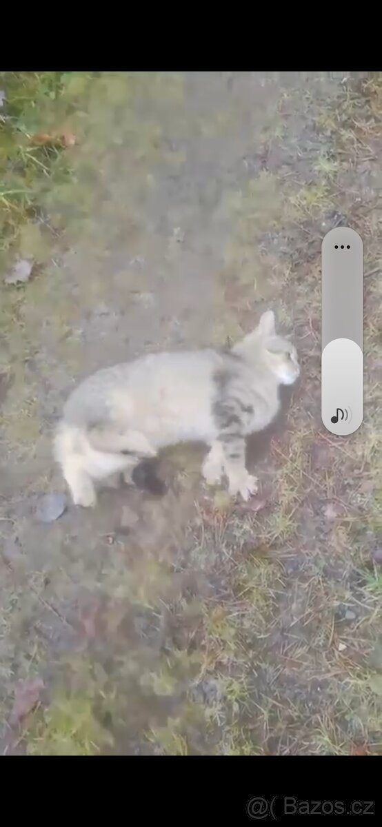 Opuštěná kočička - 2