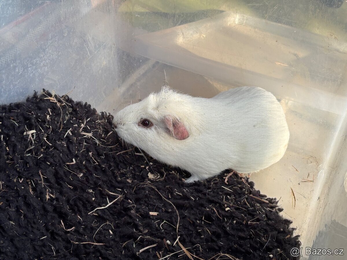 Cuy morče samec č.3 - 2