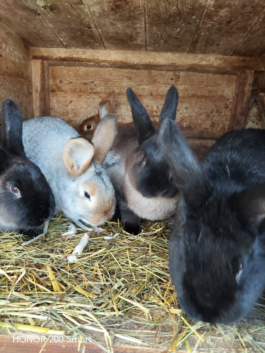 Králíci na prodej - 2