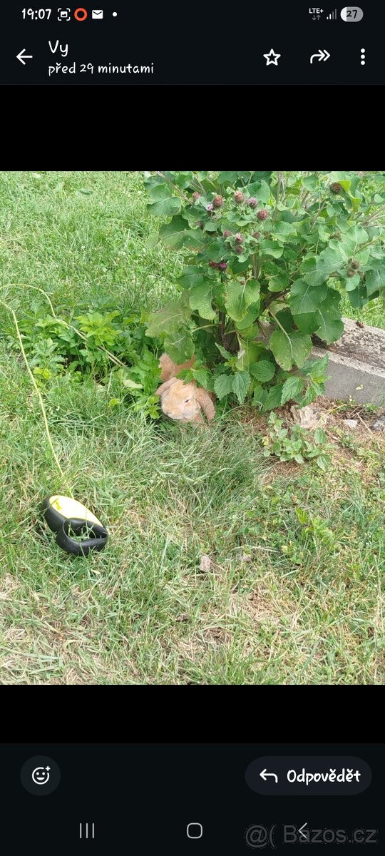 Zakrsly králík - 2