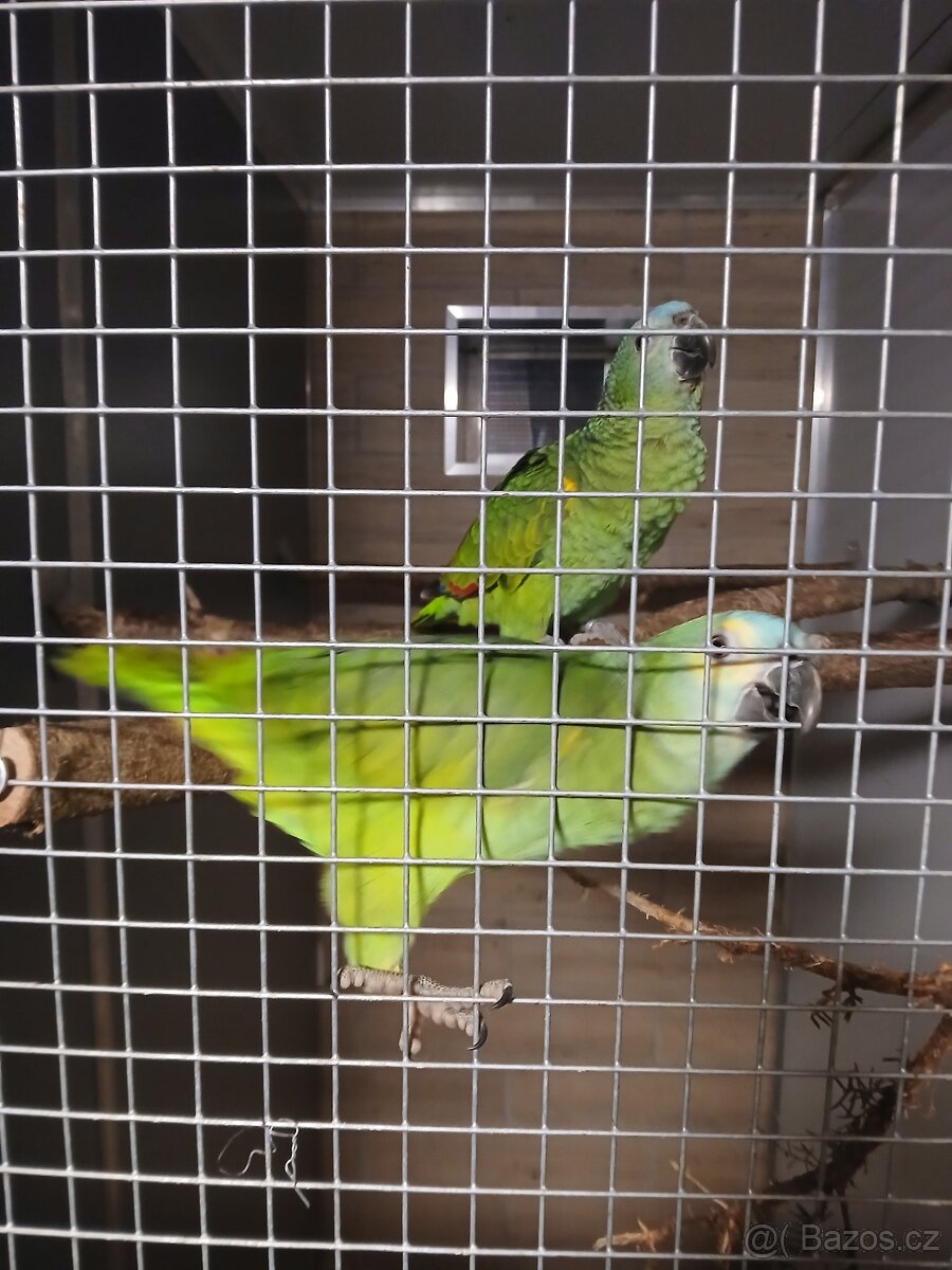 Amazoňan modročelý - 2