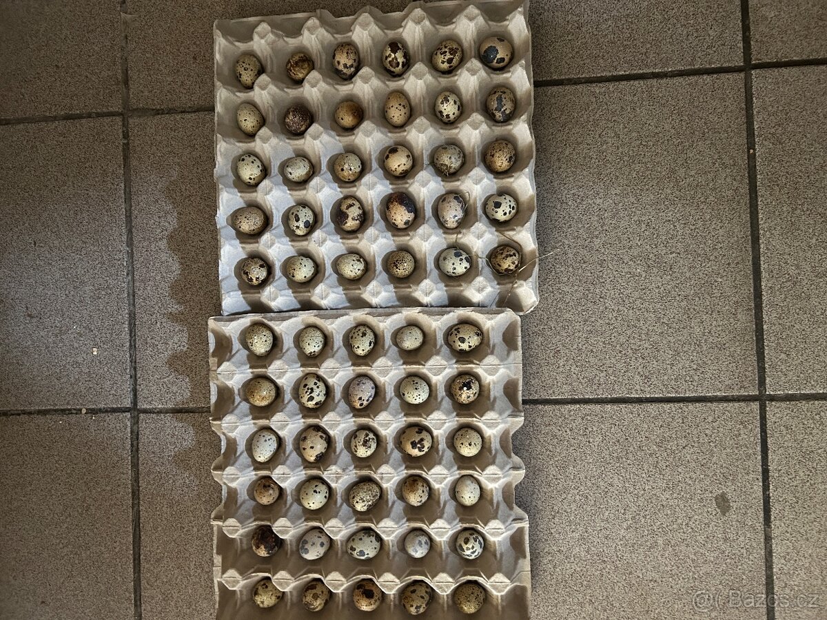 Křepelčí vejce - 2