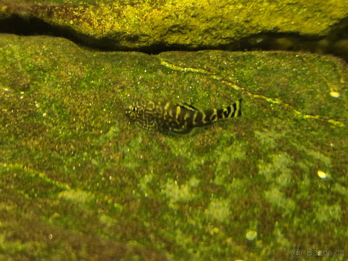 Sewellia lineolata - 2