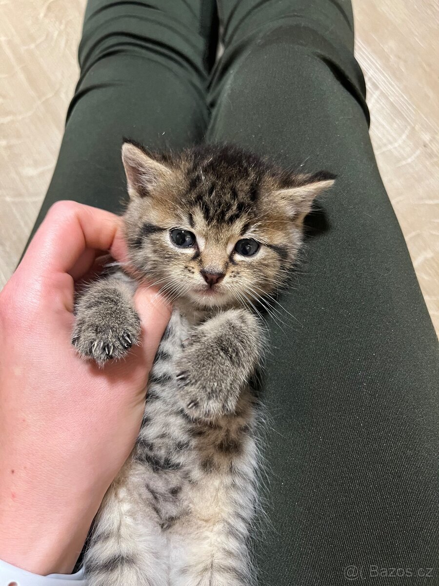 Daruji nalezená koťátka - 2